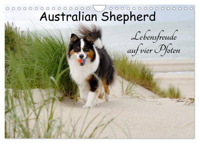 Australian Shepherd - Lebensfreude auf vier Pfoten (Wandkalender 2025 DIN A4 quer), CALVENDO Monatskalender