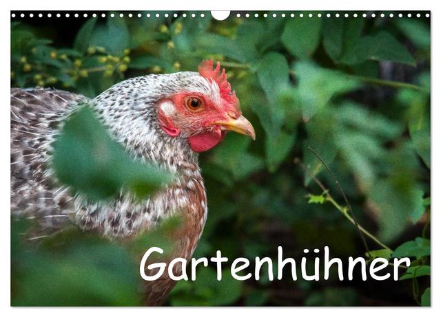 Gartenhühner (Wandkalender 2025 DIN A3 quer), CALVENDO Monatskalender