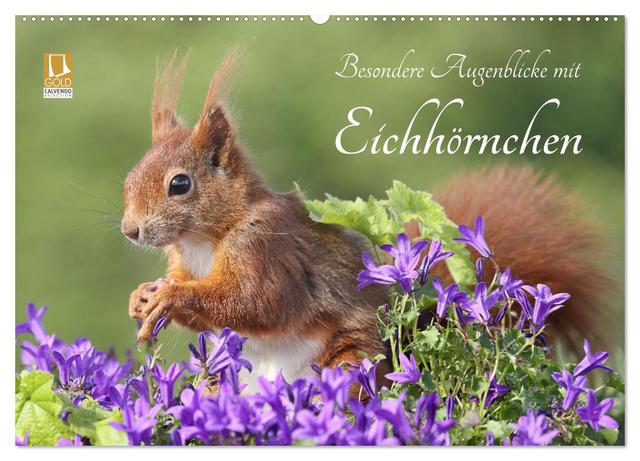 Besondere Augenblicke mit Eichhörnchen (Wandkalender 2025 DIN A2 quer), CALVENDO Monatskalender