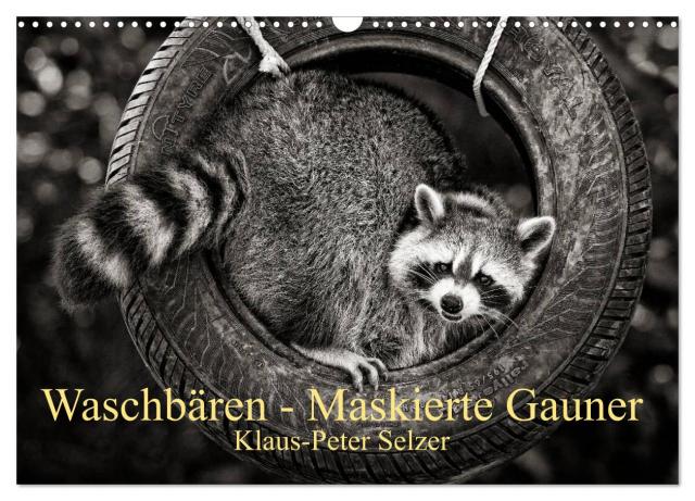 Waschbären - Maskierte Gauner (Wandkalender 2025 DIN A3 quer), CALVENDO Monatskalender