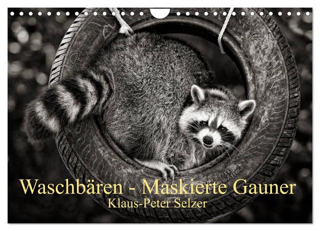 Waschbären - Maskierte Gauner (Wandkalender 2025 DIN A4 quer), CALVENDO Monatskalender