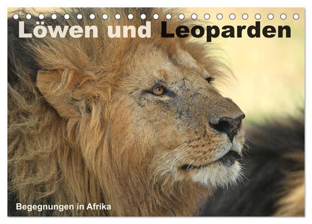 Löwen und Leoparden - Begegnungen in Afrika (Tischkalender 2025 DIN A5 quer), CALVENDO Monatskalender