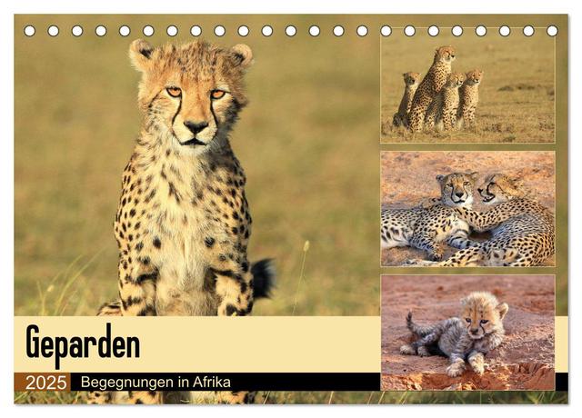 Geparden - Begegnungen in Afrika (Tischkalender 2025 DIN A5 quer), CALVENDO Monatskalender
