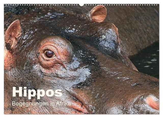 Hippos - Begegnungen in Afrika (Wandkalender 2025 DIN A2 quer), CALVENDO Monatskalender