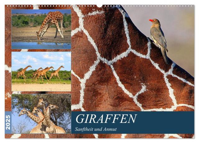 Giraffen - Sanftheit und Anmut (Wandkalender 2025 DIN A2 quer), CALVENDO Monatskalender