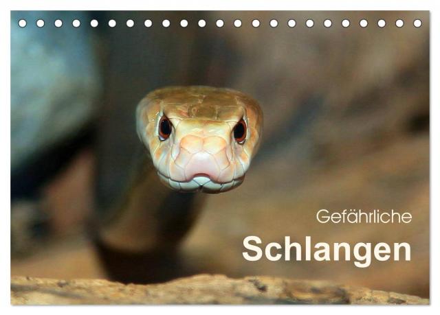 Gefährliche Schlangen (Tischkalender 2025 DIN A5 quer), CALVENDO Monatskalender