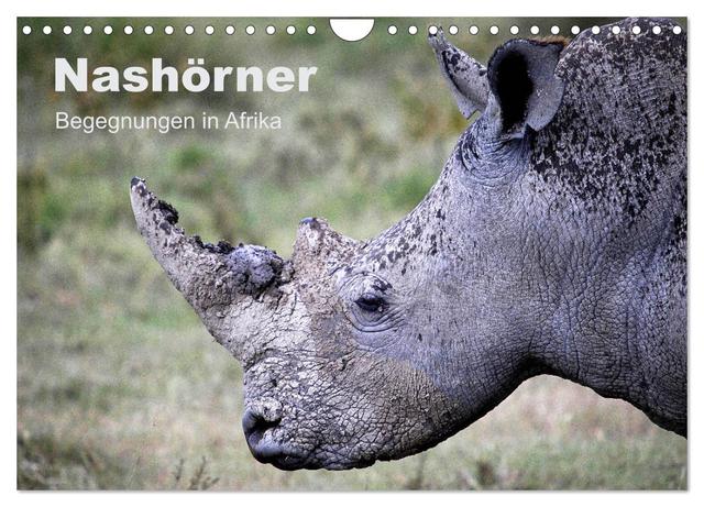 Nashörner - Begegnungen in Afrika (Wandkalender 2025 DIN A4 quer), CALVENDO Monatskalender
