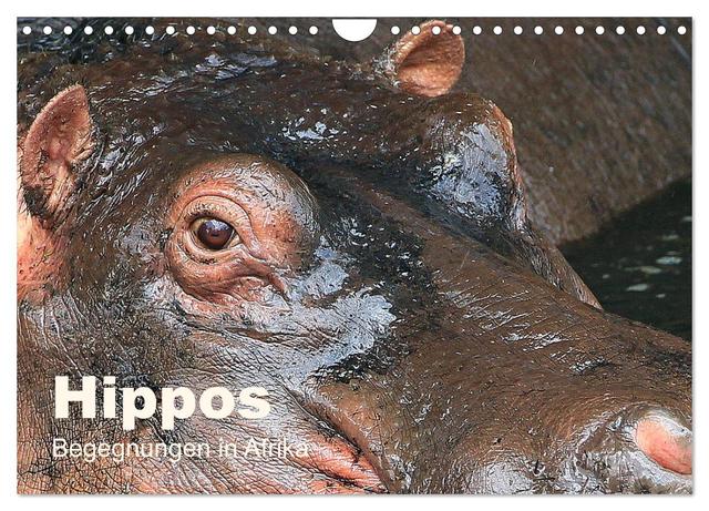 Hippos - Begegnungen in Afrika (Wandkalender 2025 DIN A4 quer), CALVENDO Monatskalender