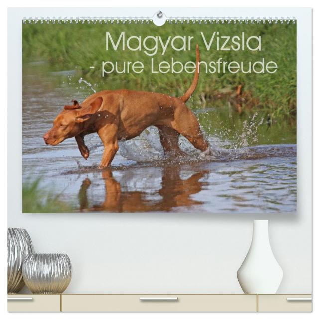 Magyar Vizsla - pure Lebensfreude (hochwertiger Premium Wandkalender 2025 DIN A2 quer), Kunstdruck in Hochglanz