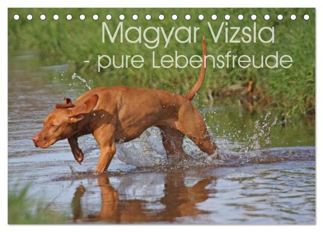 Magyar Vizsla - pure Lebensfreude (Tischkalender 2025 DIN A5 quer), CALVENDO Monatskalender