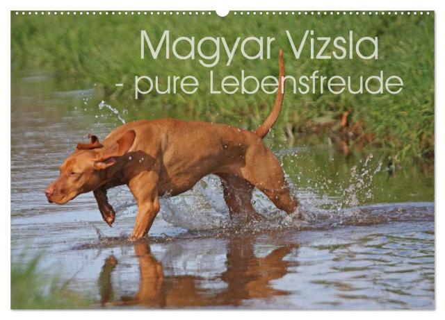 Magyar Vizsla - pure Lebensfreude (Wandkalender 2025 DIN A2 quer), CALVENDO Monatskalender