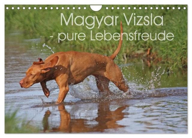 Magyar Vizsla - pure Lebensfreude (Wandkalender 2025 DIN A4 quer), CALVENDO Monatskalender