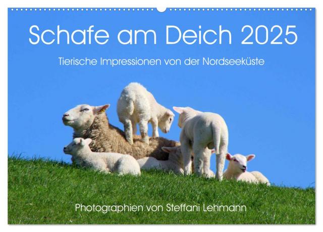 Schafe am Deich 2025. Tierische Impressionen von der Nordseeküste (Wandkalender 2025 DIN A2 quer), CALVENDO Monatskalender