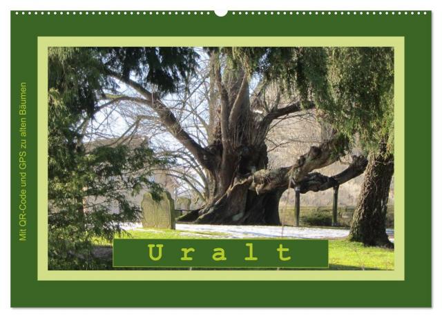 Uralt - Mit QR-Code und GPS zu alten Bäumen (Wandkalender 2025 DIN A2 quer), CALVENDO Monatskalender