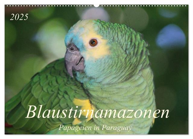 Blaustirnamazonen - Papageien in Paraguay (Wandkalender 2025 DIN A2 quer), CALVENDO Monatskalender