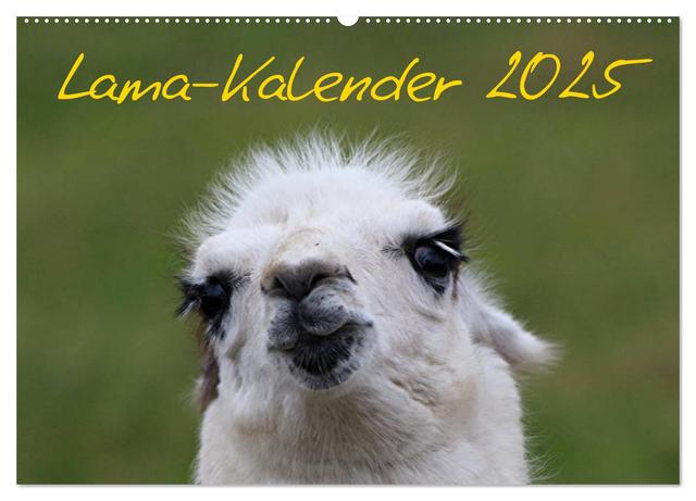 Lama-Kalender 2025 (Wandkalender 2025 DIN A2 quer), CALVENDO Monatskalender