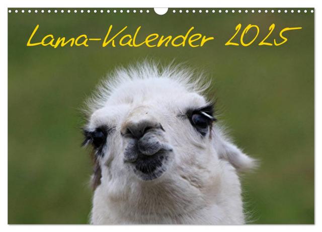 Lama-Kalender 2025 (Wandkalender 2025 DIN A3 quer), CALVENDO Monatskalender