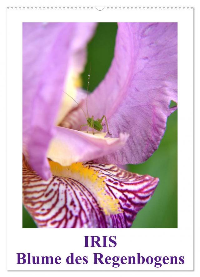 Iris, Blume des Regenbogens (Wandkalender 2025 DIN A2 hoch), CALVENDO Monatskalender