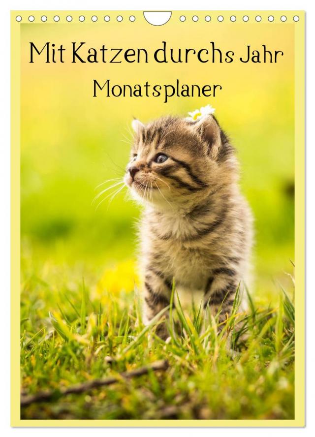 Mit Katzen durchs Jahr / Planer (Wandkalender 2025 DIN A4 hoch), CALVENDO Monatskalender