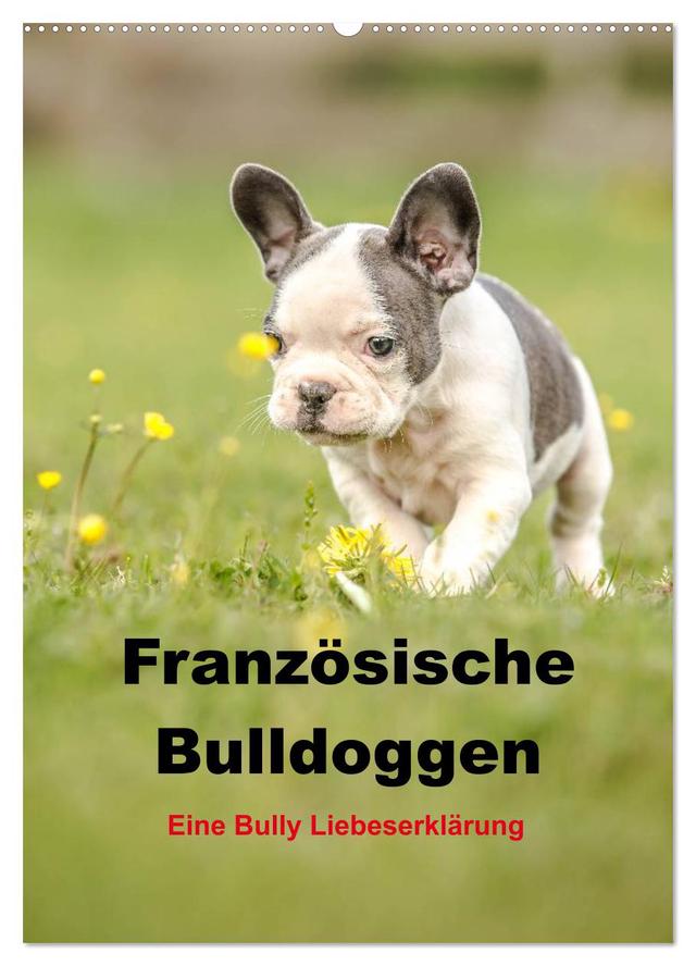Französische Bulldoggen - Eine Bully Liebeserkärung (Wandkalender 2025 DIN A2 hoch), CALVENDO Monatskalender