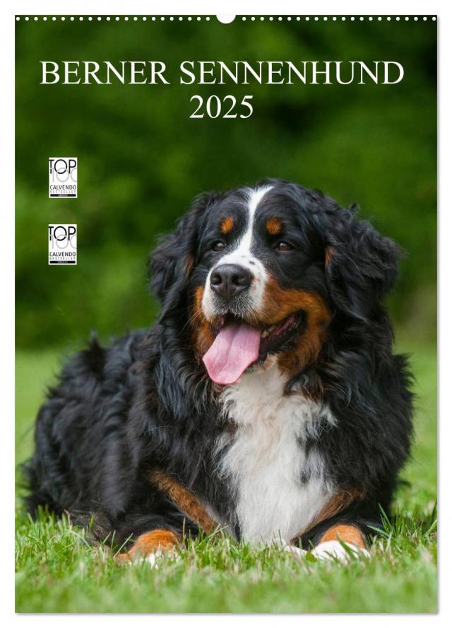 Berner Sennenhund 2025 (Wandkalender 2025 DIN A2 hoch), CALVENDO Monatskalender