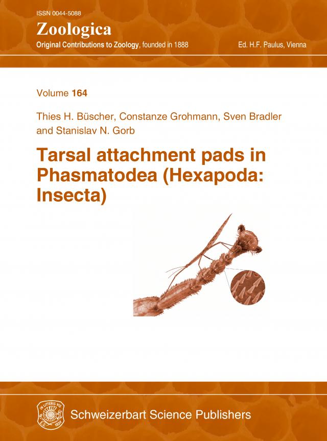 Tarsal attachment pads in Phasmatodea (Hexapoda: Insecta)