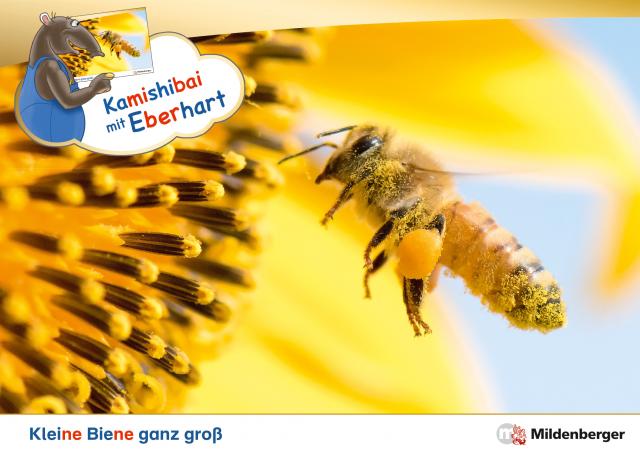 Kamishibai mit Eberhart – Kleine Biene ganz groß – Set
