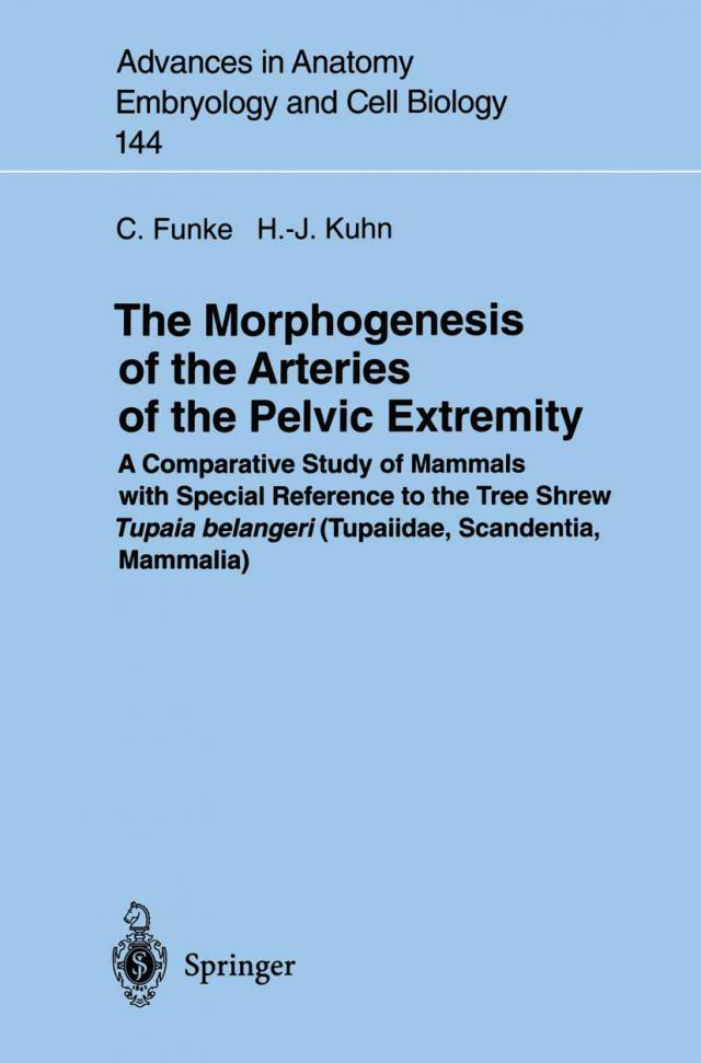 Morphogenesis of the Arteries of the Pelvic Extremity
