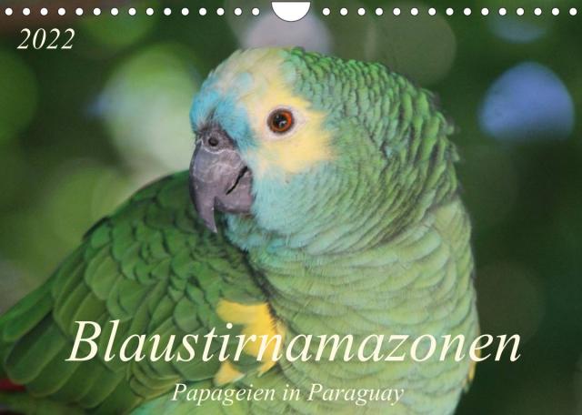 Blaustirnamazonen - Papageien in Paraguay (Wandkalender 2022 DIN A4 quer)