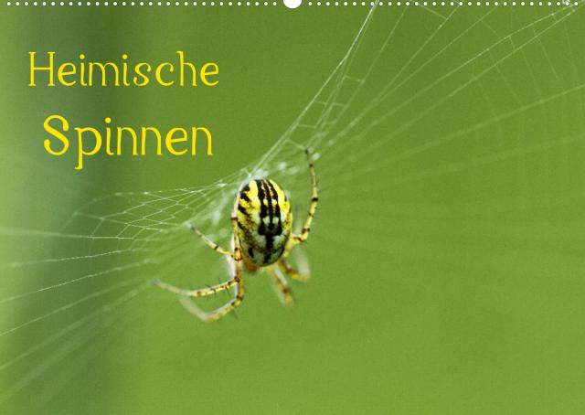 Heimische Spinnen (Wandkalender 2022 DIN A2 quer)