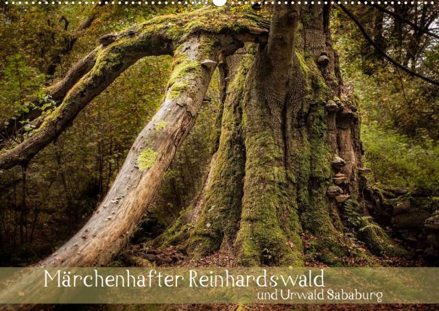 Märchenhafter Reinhardswald und Urwald Sababurg (Wandkalender 2022 DIN A2 quer)