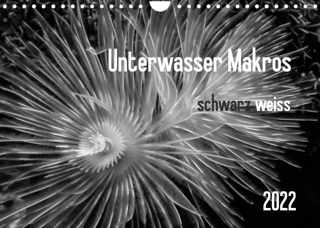Unterwasser Makros - schwarz weiss 2022 (Wandkalender 2022 DIN A4 quer)