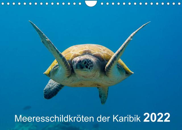 Meeresschildkröten der Karibik (Wandkalender 2022 DIN A4 quer)