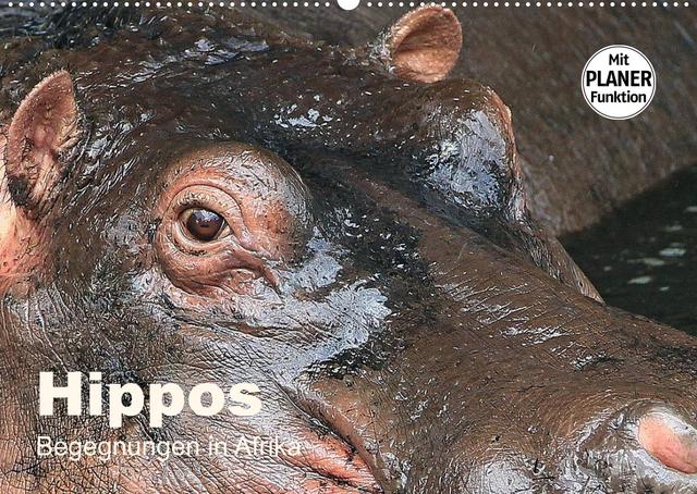 Hippos - Begegnungen in Afrika (Wandkalender 2022 DIN A2 quer)
