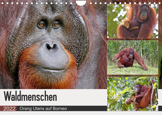 Waldmenschen - Orang Utans auf Borneo (Wandkalender 2022 DIN A4 quer)