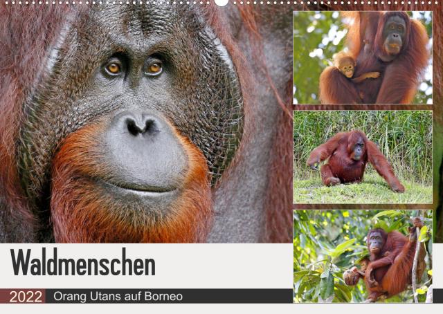 Waldmenschen - Orang Utans auf Borneo (Wandkalender 2022 DIN A2 quer)