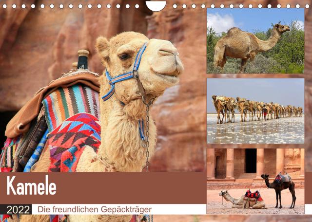 Kamele - Die freundlichen Gepäckträger (Wandkalender 2022 DIN A4 quer)
