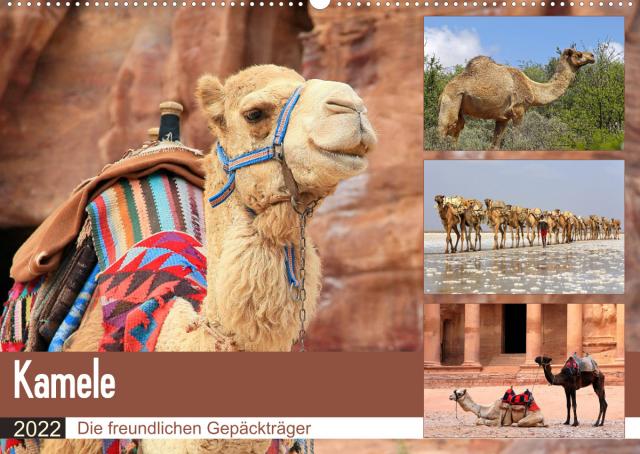 Kamele - Die freundlichen Gepäckträger (Wandkalender 2022 DIN A2 quer)