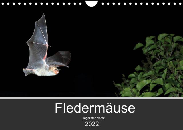 Fledermäuse - Jäger der Nacht (Wandkalender 2022 DIN A4 quer)