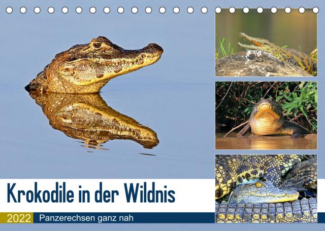 Krokodile in der Wildnis (Tischkalender 2022 DIN A5 quer)