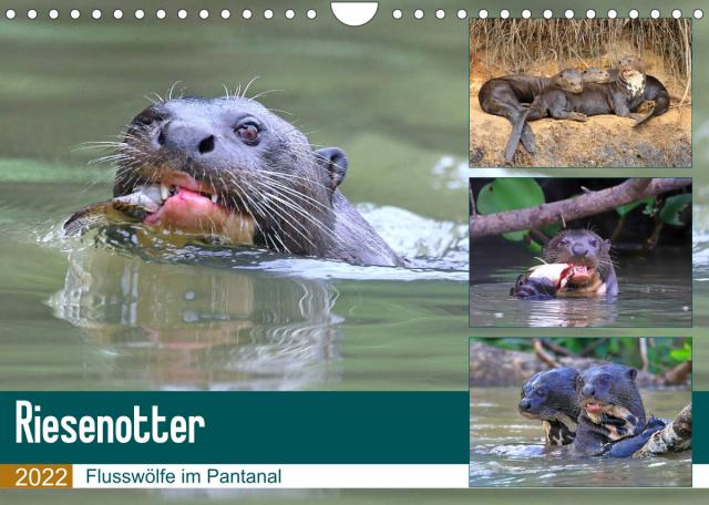 Riesenotter - Flusswölfe im Pantanal (Wandkalender 2022 DIN A4 quer)