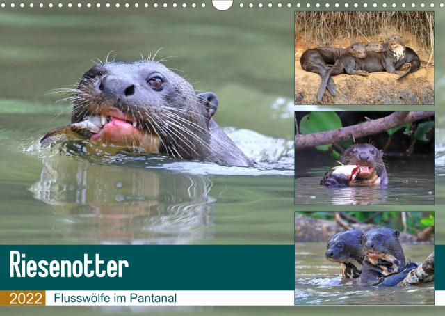 Riesenotter - Flusswölfe im Pantanal (Wandkalender 2022 DIN A3 quer)