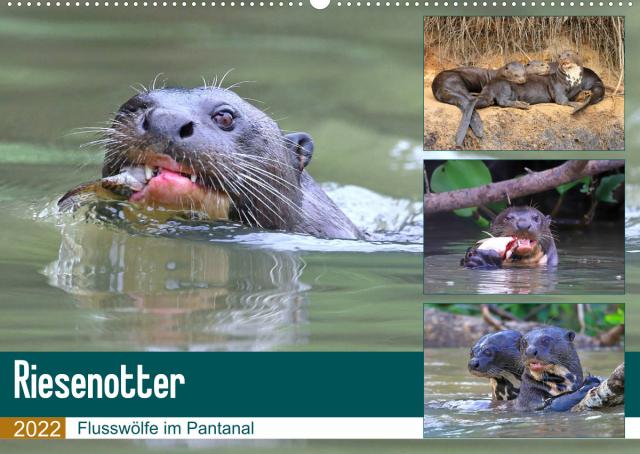 Riesenotter - Flusswölfe im Pantanal (Wandkalender 2022 DIN A2 quer)