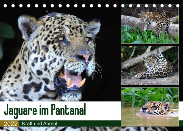 Jaguare im Pantanal (Tischkalender 2022 DIN A5 quer)