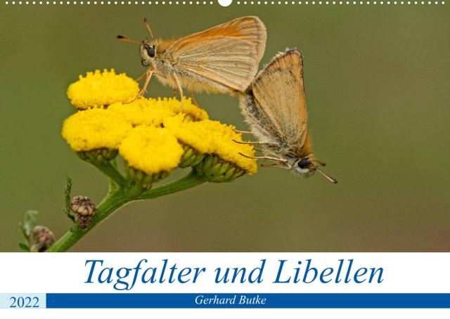 Schmetterlinge und Libellen (Wandkalender 2022 DIN A2 quer)