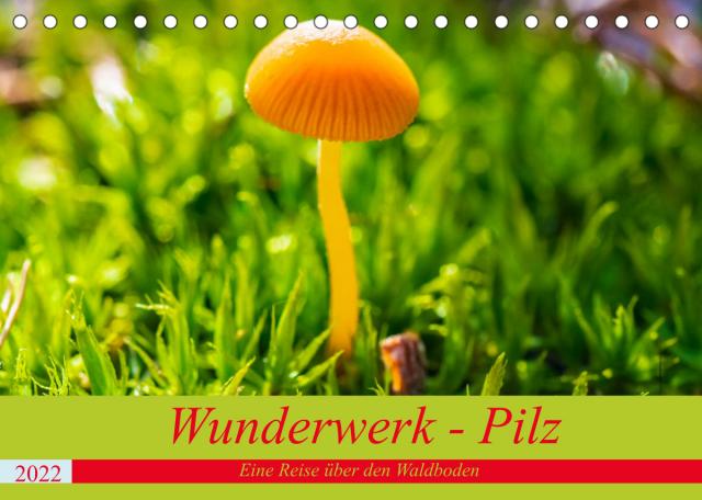 Wunderwerk - Pilz Eine Reise über den Waldboden (Tischkalender 2022 DIN A5 quer)