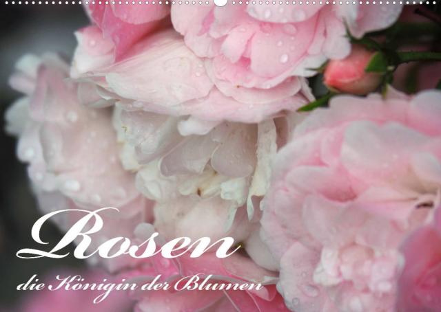 Rosen, die Königin der Blumen (Wandkalender 2022 DIN A2 quer)