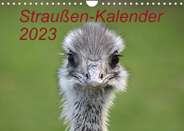 Straußen-Kalender 2023 (Wandkalender 2023 DIN A4 quer)