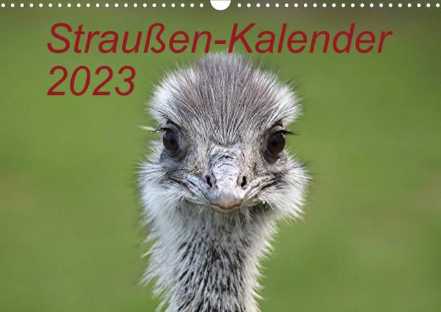 Straußen-Kalender 2023 (Wandkalender 2023 DIN A3 quer)