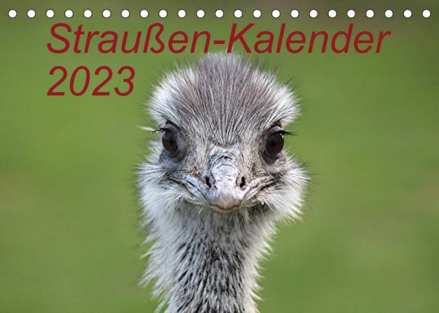Straußen-Kalender 2023 (Tischkalender 2023 DIN A5 quer)
